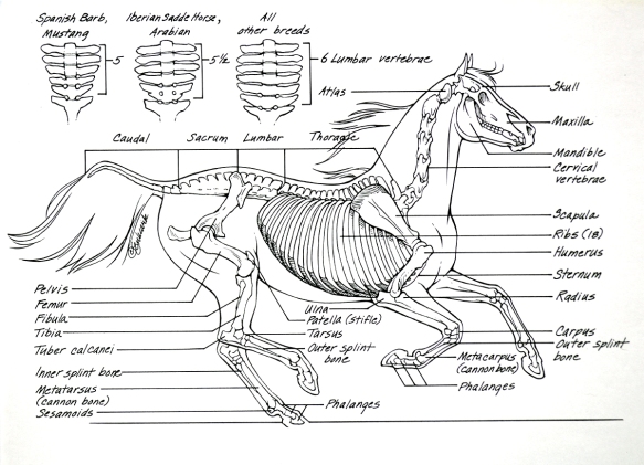 horse-anatomy-skeleton